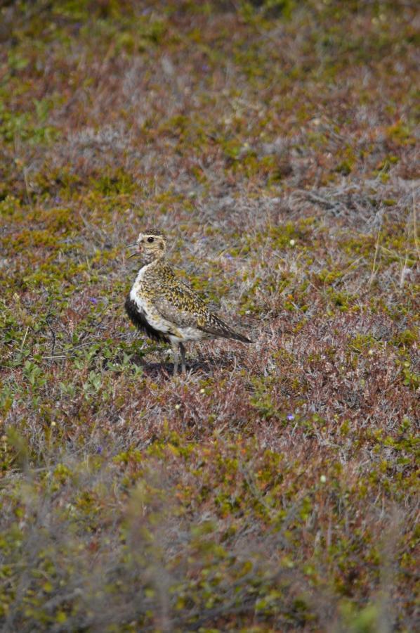 Sky Sighting Igluhus - Stay'In Arbakki Arskogssandur Exteriér fotografie